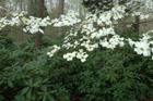 Mineral Springs Plantation Spring Tour by Pamela Ulans