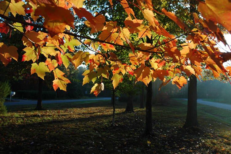 Mineral Springs Plantation Fall Tour by Pamela Ulans