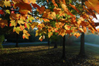 Mineral Springs Plantation Fall Tour by Pamela Ulans