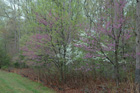 Mineral Springs Plantation Spring Tour by Pamela Ulans